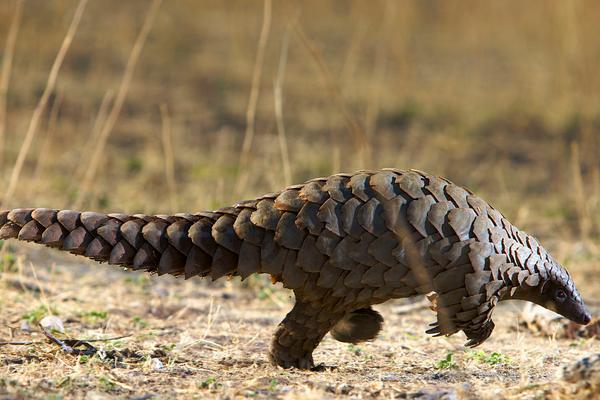 2018养穿山甲赚钱吗?穿山甲养殖的利润与投资成本及前景预测