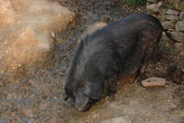 2018养野猪赚钱吗?野猪养殖的利润与投资成本及前景预测