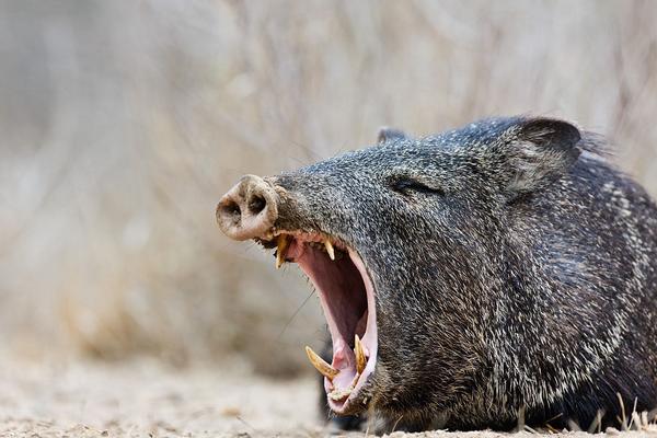 2018养野猪赚钱吗?野猪养殖的利润与投资成本及前景预测