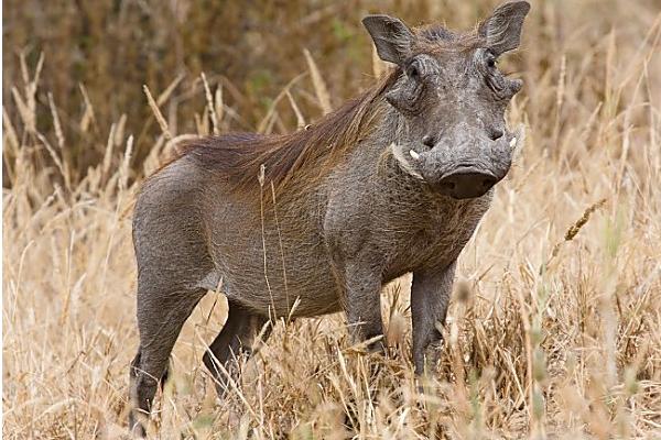 2018养野猪赚钱吗?野猪养殖的利润与投资成本及前景预测
