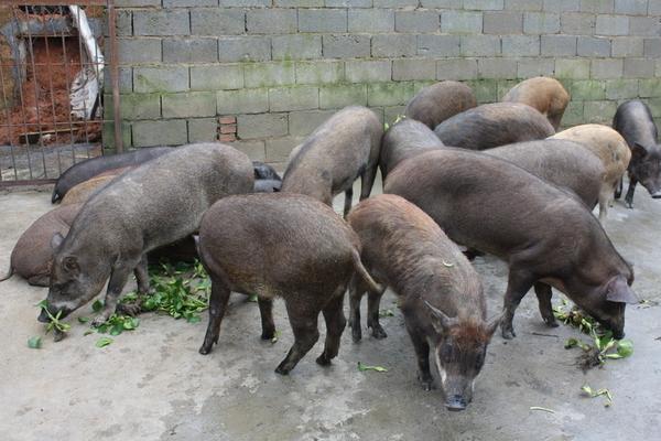 2018养野猪赚钱吗?野猪养殖的利润与投资成本及前景预测