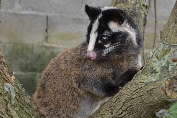 2018养果子狸赚钱吗?果子狸养殖的利润与投资成本及前景预测