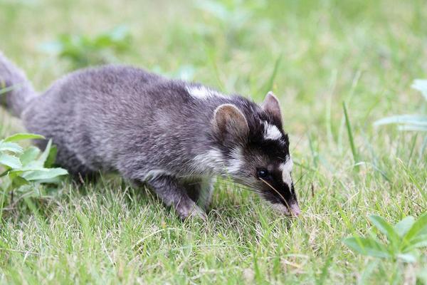 2018养果子狸赚钱吗?果子狸养殖的利润与投资成本及前景预测