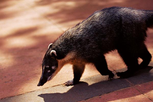 2018养果子狸赚钱吗?果子狸养殖的利润与投资成本及前景预测
