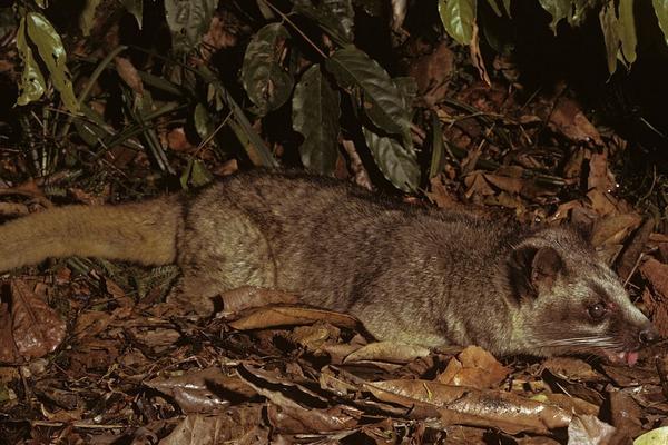 2018养果子狸赚钱吗?果子狸养殖的利润与投资成本及前景预测