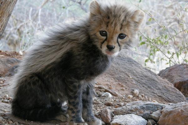 2018养果子狸赚钱吗?果子狸养殖的利润与投资成本及前景预测