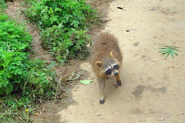 2018养果子狸赚钱吗?果子狸养殖的利润与投资成本及前景预测