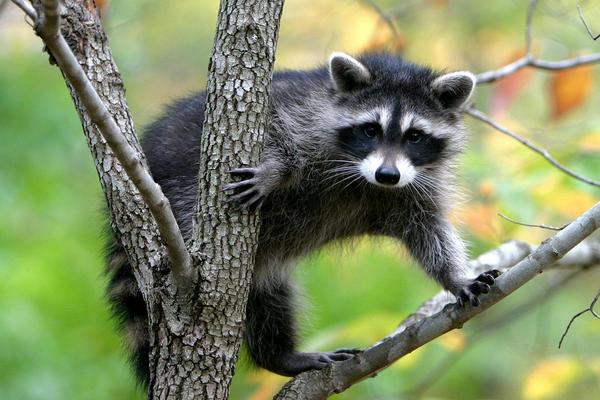 2018养果子狸赚钱吗?果子狸养殖的利润与投资成本及前景预测