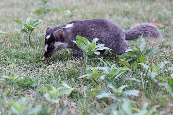 2018养果子狸赚钱吗?果子狸养殖的利润与投资成本及前景预测