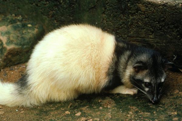 2018养果子狸赚钱吗?果子狸养殖的利润与投资成本及前景预测