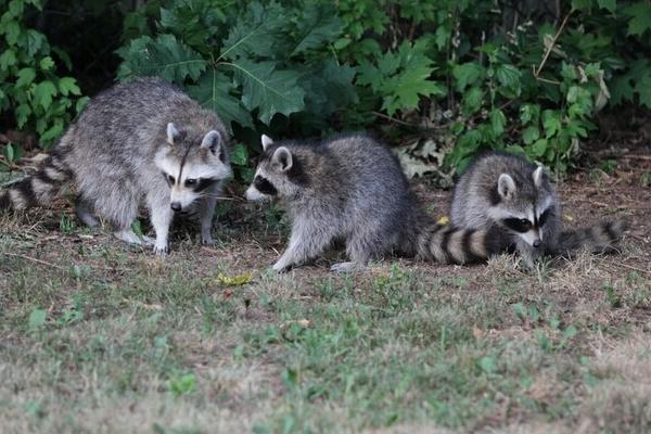 2018养果子狸赚钱吗?果子狸养殖的利润与投资成本及前景预测