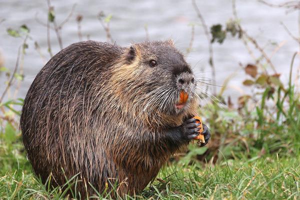 2018养海狸鼠赚钱吗?海狸鼠养殖的利润与投资成本及前景预测