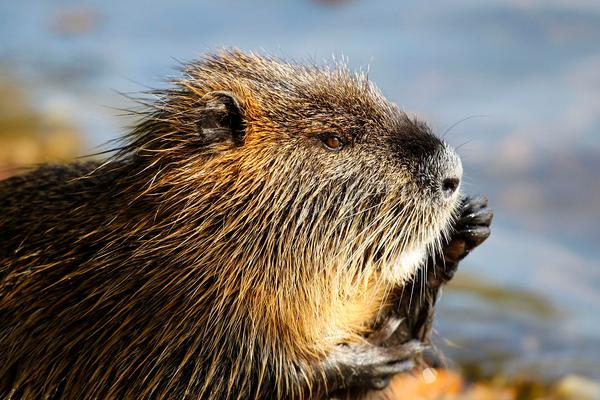 2018养海狸鼠赚钱吗?海狸鼠养殖的利润与投资成本及前景预测