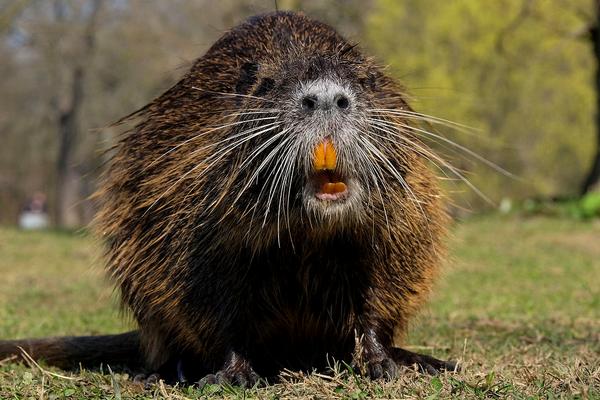 2018养海狸鼠赚钱吗?海狸鼠养殖的利润与投资成本及前景预测