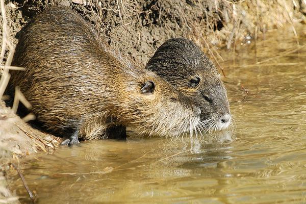 2018养海狸鼠赚钱吗?海狸鼠养殖的利润与投资成本及前景预测