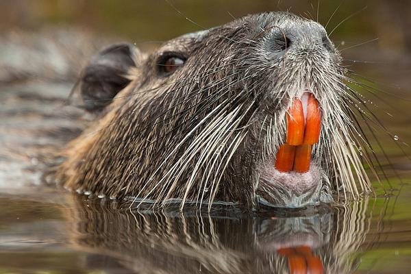 2018养海狸鼠赚钱吗?海狸鼠养殖的利润与投资成本及前景预测