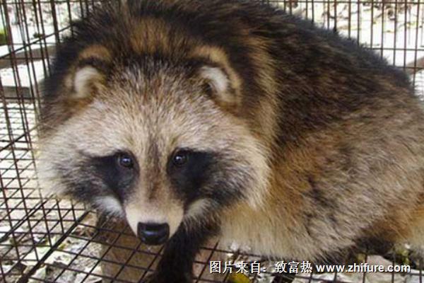 2018养貉子赚钱吗?貉子养殖的利润与投资成本及前景预测