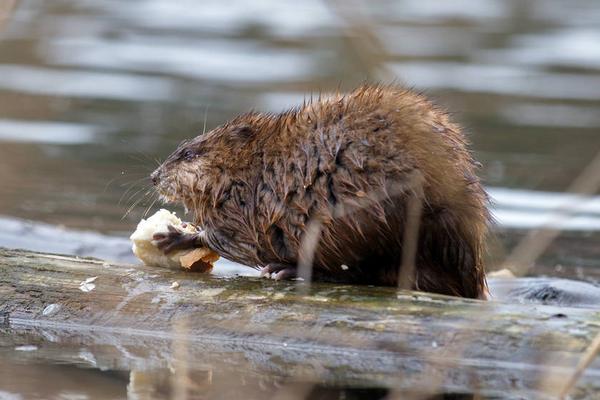 2018养麝香鼠赚钱吗?麝香鼠养殖的利润与投资成本及前景预测