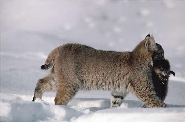 2018养麝香鼠赚钱吗?麝香鼠养殖的利润与投资成本及前景预测