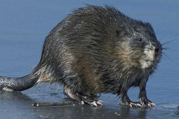 2018养麝香鼠赚钱吗?麝香鼠养殖的利润与投资成本及前景预测