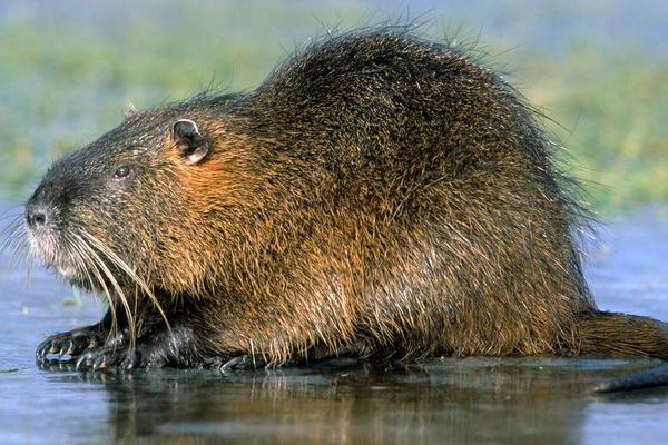 2018养麝香鼠赚钱吗?麝香鼠养殖的利润与投资成本及前景预测