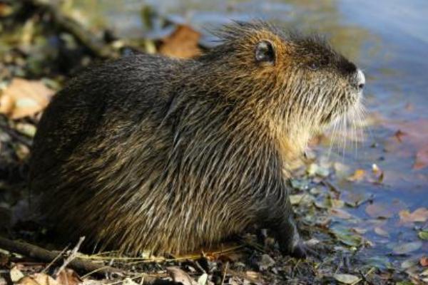 2018养麝香鼠赚钱吗?麝香鼠养殖的利润与投资成本及前景预测