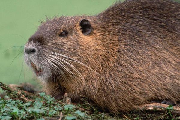 2018养麝香鼠赚钱吗?麝香鼠养殖的利润与投资成本及前景预测