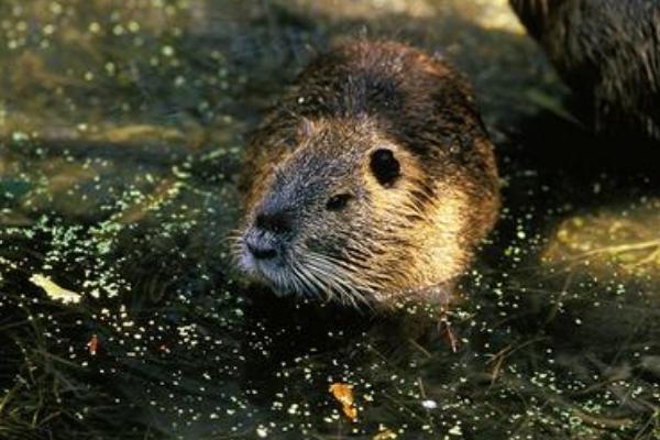 2018养麝香鼠赚钱吗?麝香鼠养殖的利润与投资成本及前景预测