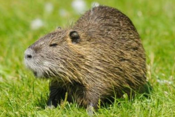 2018养麝香鼠赚钱吗?麝香鼠养殖的利润与投资成本及前景预测