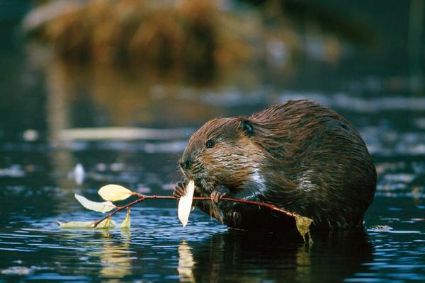2018养麝香鼠赚钱吗?麝香鼠养殖的利润与投资成本及前景预测