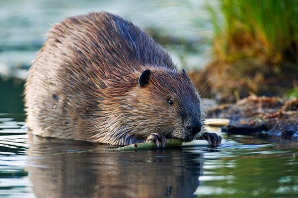 2018养麝香鼠赚钱吗?麝香鼠养殖的利润与投资成本及前景预测