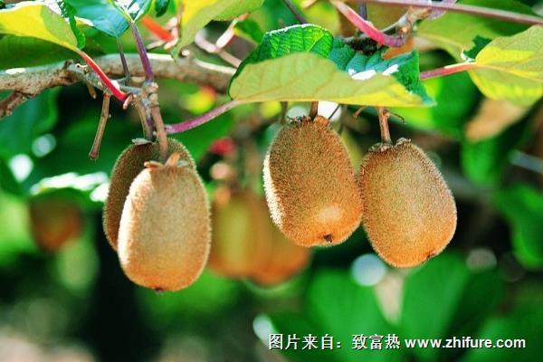 猕猴桃亩产量是多少