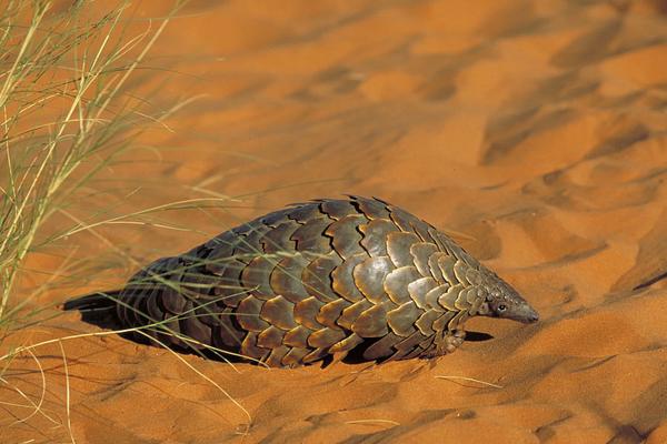 2018养穿山甲赚钱吗?穿山甲养殖的利润与投资成本及前景预测