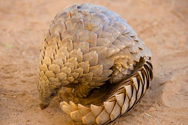 2018养穿山甲赚钱吗?穿山甲养殖的利润与投资成本及前景预测