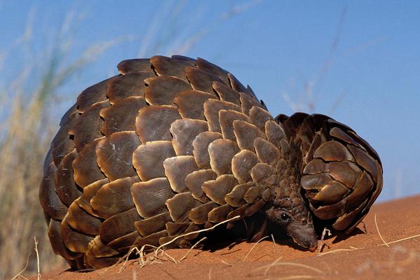 2018养穿山甲赚钱吗?穿山甲养殖的利润与投资成本及前景预测