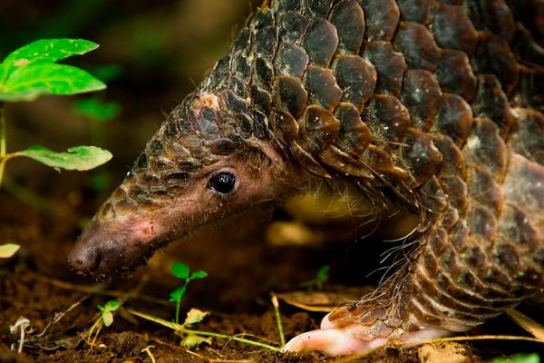 2018养穿山甲赚钱吗?穿山甲养殖的利润与投资成本及前景预测