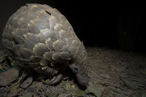 2018养穿山甲赚钱吗?穿山甲养殖的利润与投资成本及前景预测
