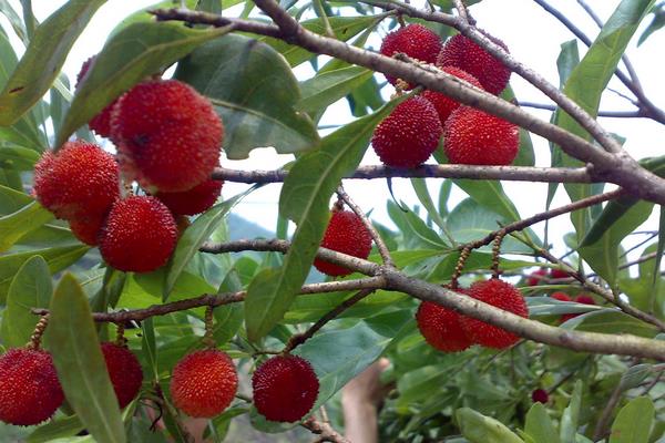 2015种杨梅赚钱吗？2015杨梅种植前景及市场价格分析