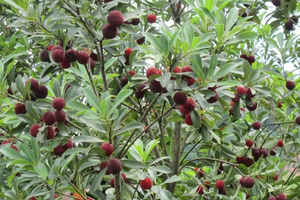 2015种杨梅赚钱吗？2015杨梅种植前景及市场价格分析