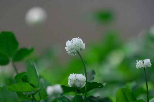 白三叶的栽培和管理要点
