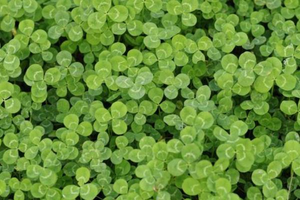 白三叶的栽培和管理要点