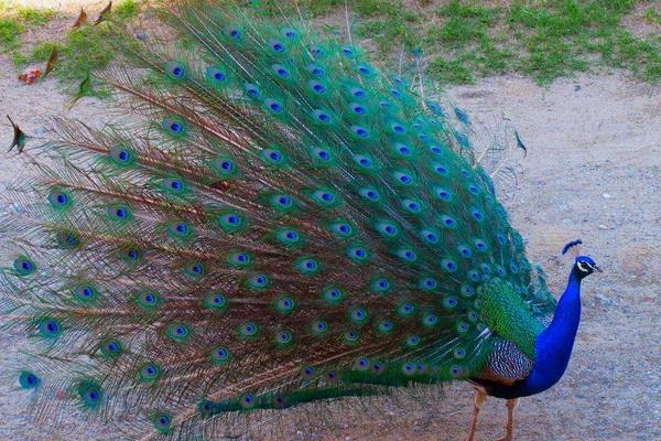 北方适合养孔雀吗