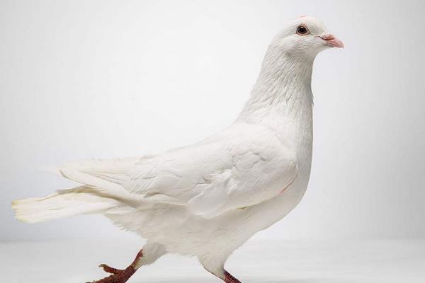 养信鸽赚钱吗?怎样养信鸽子?