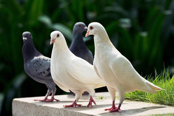 养信鸽赚钱吗?怎样养信鸽子?