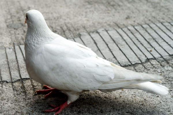 养信鸽赚钱吗?怎样养信鸽子?