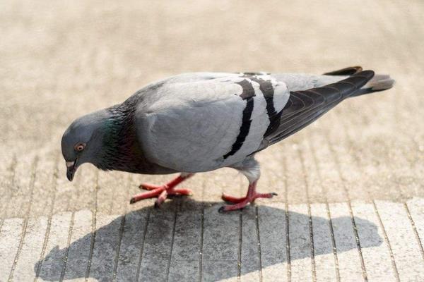 养信鸽赚钱吗?怎样养信鸽子?