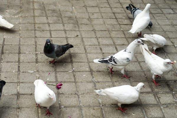 养信鸽赚钱吗?怎样养信鸽子?