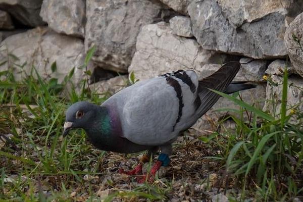 养信鸽赚钱吗?怎样养信鸽子?