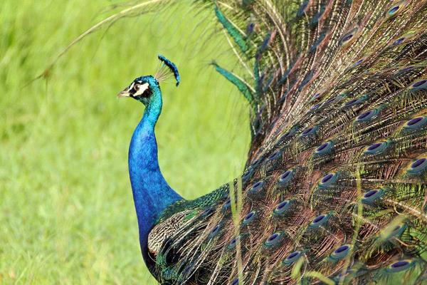 养100只孔雀能赚多少钱?养孔雀的成本和利润