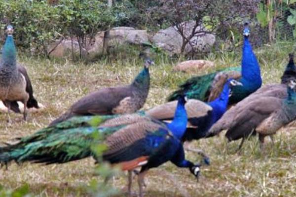 养100只孔雀能赚多少钱?养孔雀的成本和利润